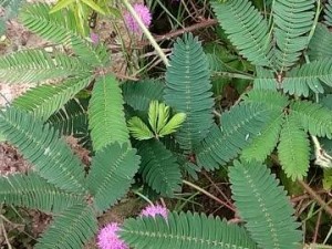 羞草研究在线观看：各种羞草研究视频资源，满足你的求知欲