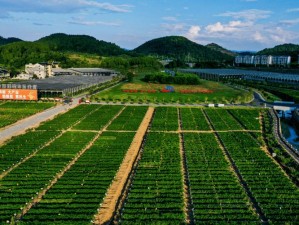 珊瑚岛的辣椒种植之旅：探索热带环境下的种植优势与挑战