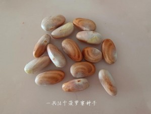 神奇的菠萝菠萝蜜菠萝蜜芽，你一定没见过