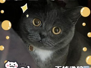 猫咪 u9，你我的绝佳选择，功能齐全优势多