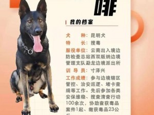 张警犬三部曲在哪里：探寻优秀警犬养成之路