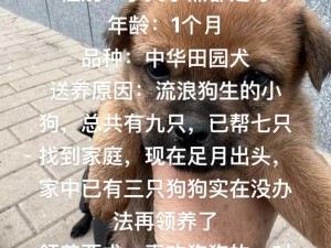 震惊内裤畸形 20 狗狗小黄竟做出这种事