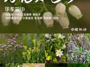 野花日韩完整版 优质野花种子，种植简单，花期长，花朵美丽，适合庭院、花坛、花境等多种场景布置