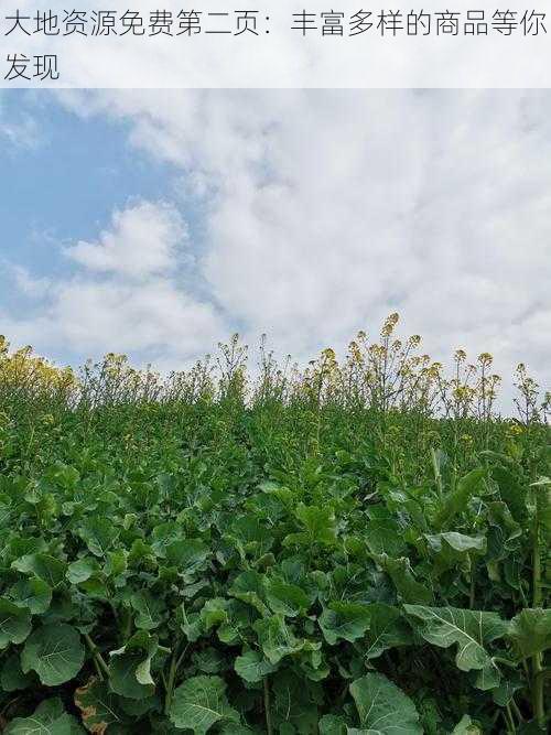 大地资源免费第二页：丰富多样的商品等你发现