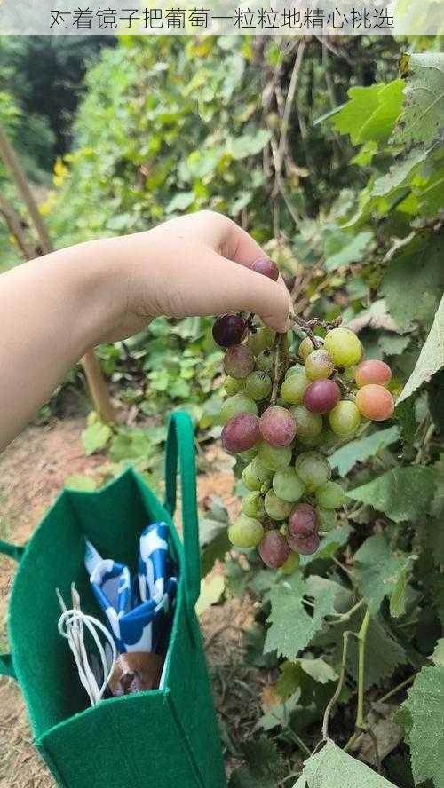 对着镜子把葡萄一粒粒地精心挑选