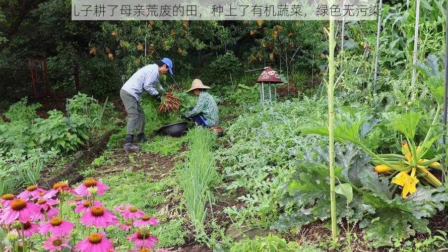 儿子耕了母亲荒废的田，种上了有机蔬菜，绿色无污染