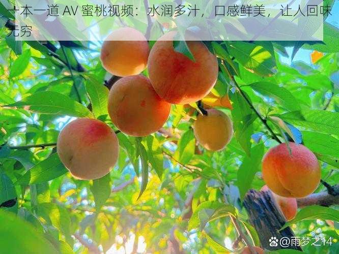 一本一道 AV 蜜桃视频：水润多汁，口感鲜美，让人回味无穷