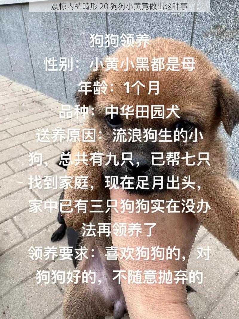 震惊内裤畸形 20 狗狗小黄竟做出这种事