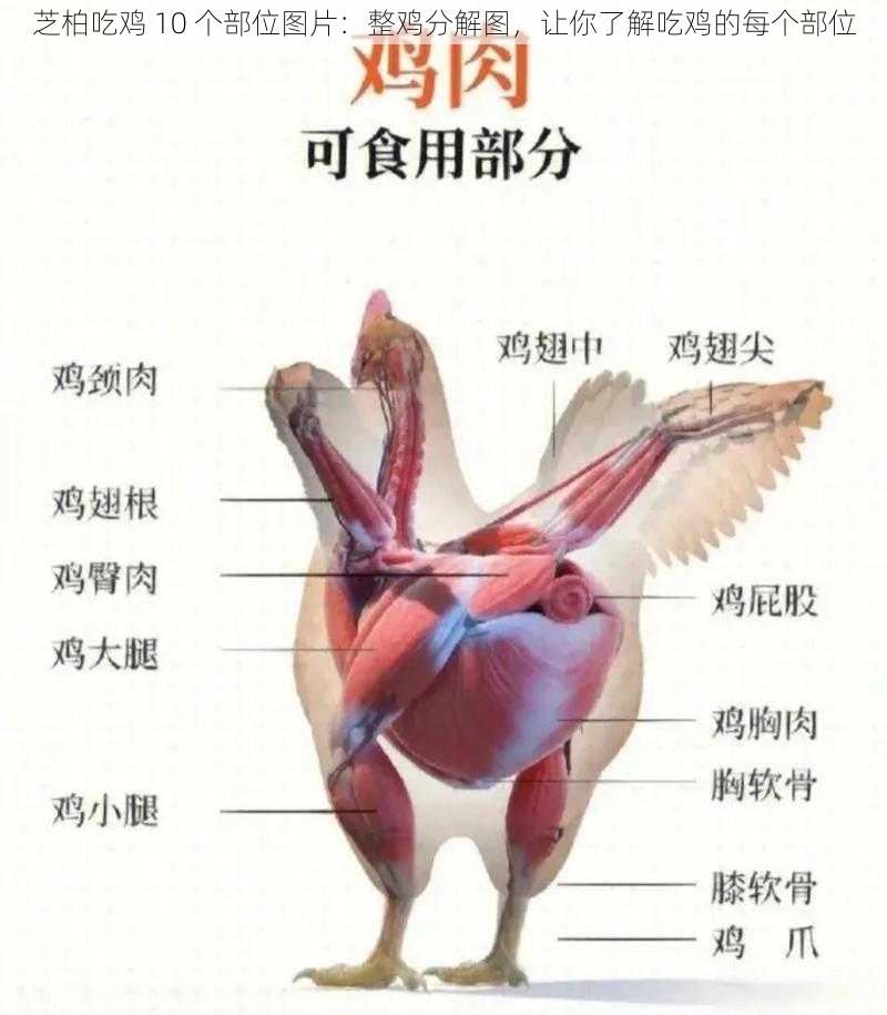 芝柏吃鸡 10 个部位图片：整鸡分解图，让你了解吃鸡的每个部位