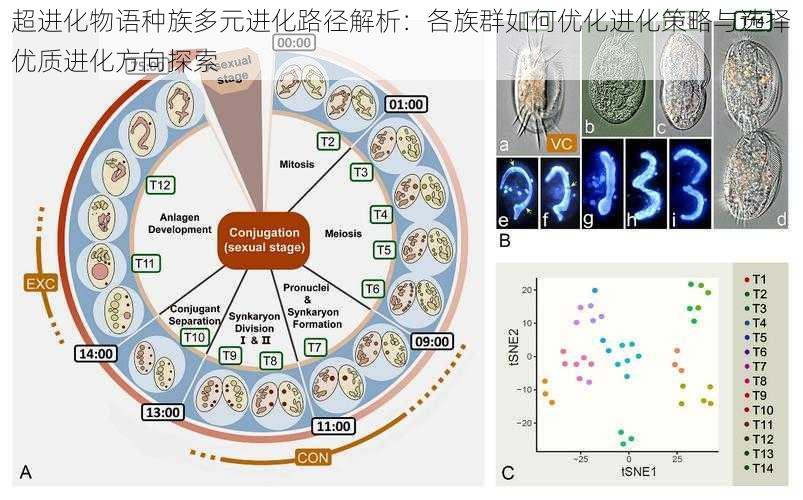 超进化物语种族多元进化路径解析：各族群如何优化进化策略与选择优质进化方向探索