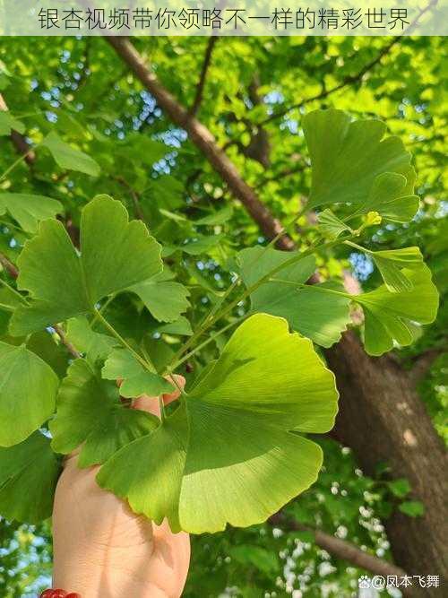 银杏视频带你领略不一样的精彩世界