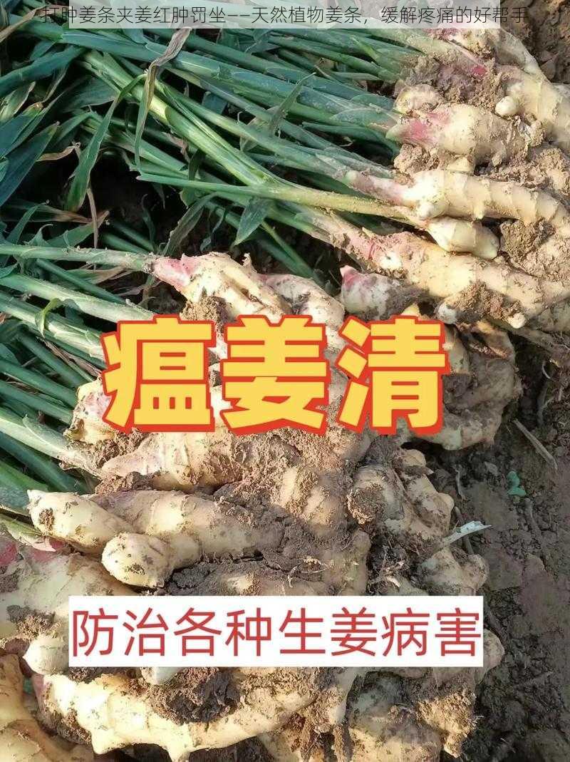 打肿姜条夹姜红肿罚坐——天然植物姜条，缓解疼痛的好帮手